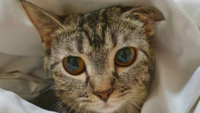 Hari Kucing Sedunia, Ini Dia Fakta Unik Kucing