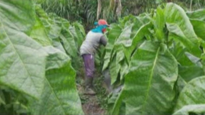 Harga Tembakau Terjun Bebas Akibat Pandemi COVID-19