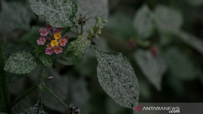 19 Desa di Magelang Diguyur Hujan Abu Vulkanik Merapi