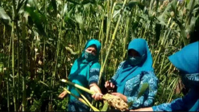 Mengenal Sorgum, Kerabat Jagung Bergizi Tinggi Pengganti Beras