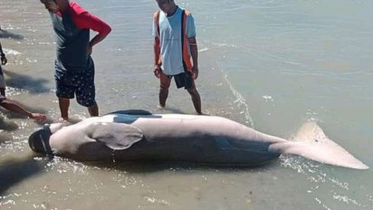 Dugong Mati Terdampar di Pesisir Pantai Kelang Maluku, Dagingnya Dimakan Warga