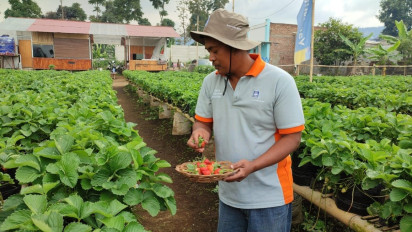 Slurp, Asyiknya Ngopi di Kebun Stroberi
