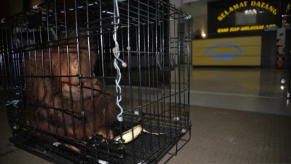 COP Minta Pemerintah Hukum Maksimal Pelaku Pedagang Satwa Liar