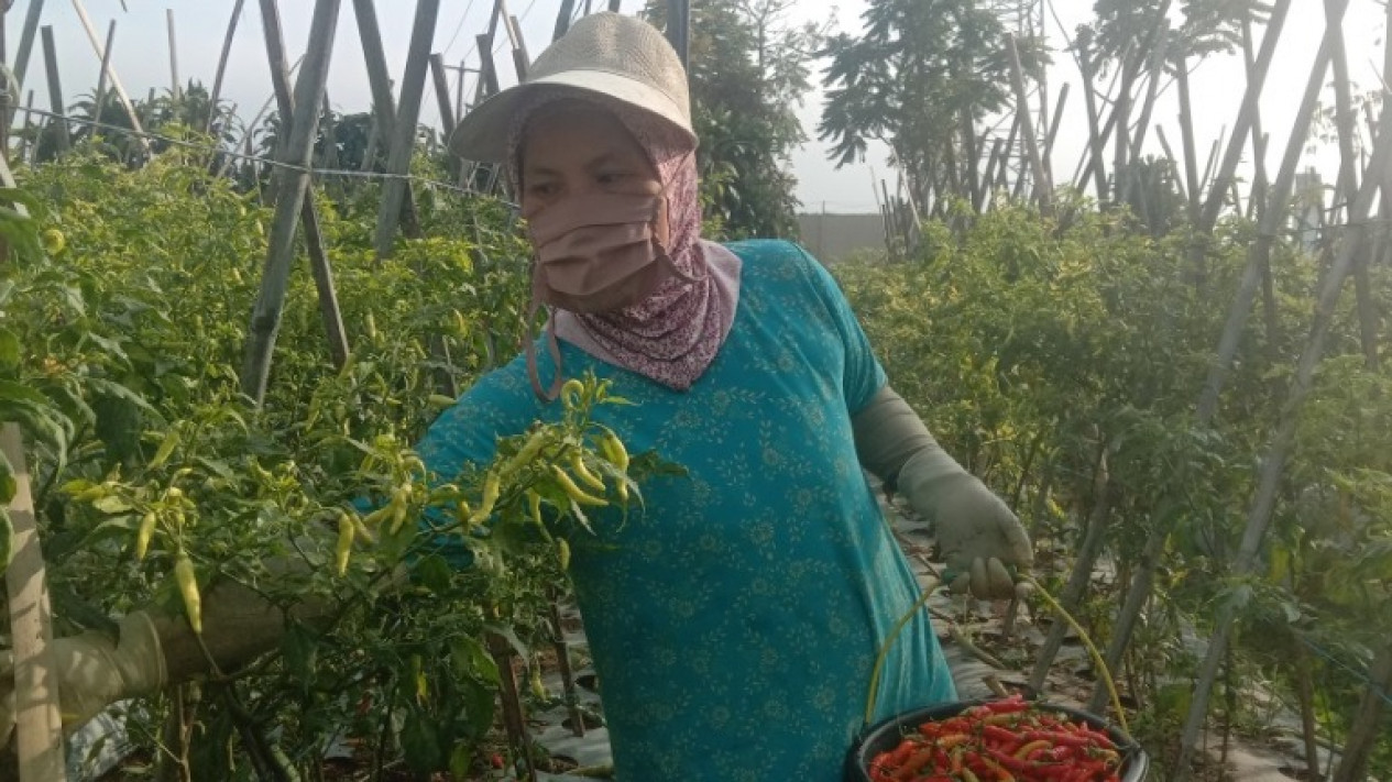 Harga Cabai Anjlok, Petani: Kualitasnya Bagus tapi Rugi
            - galeri foto