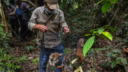 Cegah Kepunahan, BBKSDA Riau Lepasliarkan Delapan Kukang Hasil Operasi