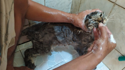 Cara Memandikan Kucing di Rumah agar Bulunya Tidak Mudah Rontok