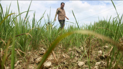Dinas Pertanian dan Perkebunan: Luas Lahan Sawah di Seluruh Aceh Berkurang 80.485 HA