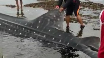 Hiu Tutul 8 Meter Terdampar di Pantai Pangandaran