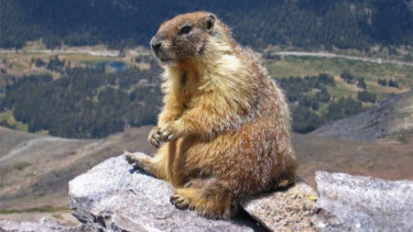 Diduga penyebar wabah pes 22 bangkai marmot Disita Otoritas Mongolia