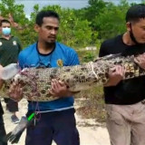 Seekor Buaya Muara Sepanjang 2 Meter Berhasil Ditangkap Warga
