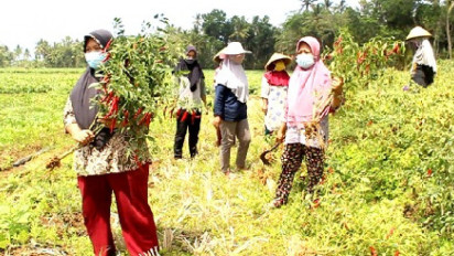 Harga Cabai Anjlok Petani Merugi