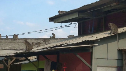 Monyet di Curug Cimahi Kelaparan, Obrak-abrik Permukiman Warga