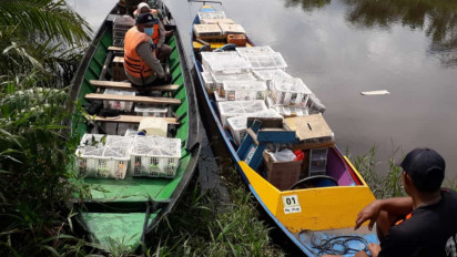 Petugas Gagalkan Penyelundupan Ribuan Burung di Pelabuhan Tempenek Kalteng