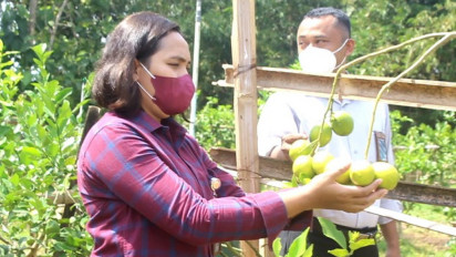 Budidaya Lemon California di Masa Pandemi Ramai Diminati