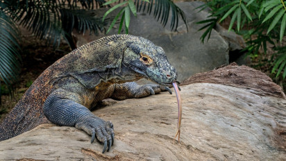 Perubahan Iklim Ancam Kepunahan Komodo
