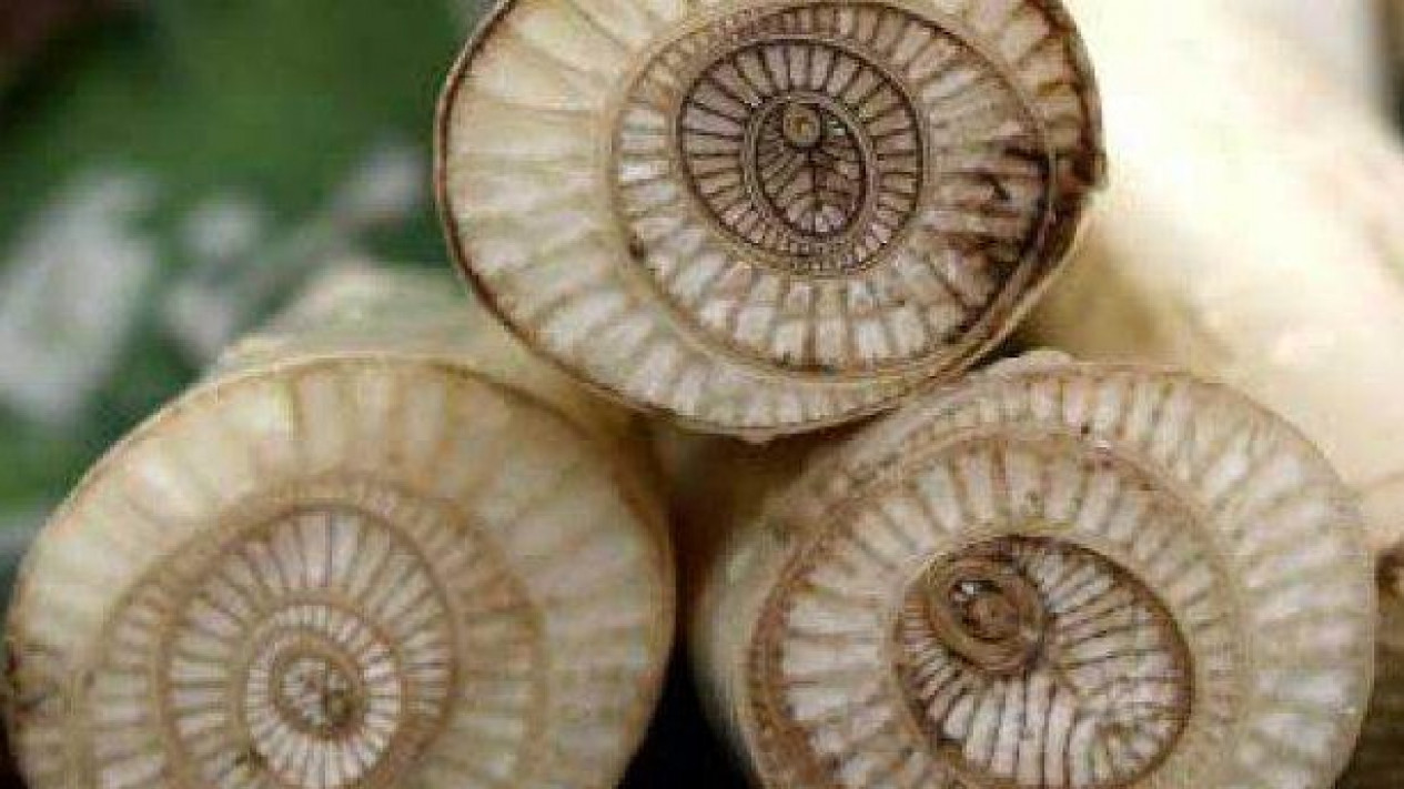 Gedebok Pisang Dijual Mahal Di Amerika, Cek Manfaatnya Untuk Kesehatan
            - galeri foto