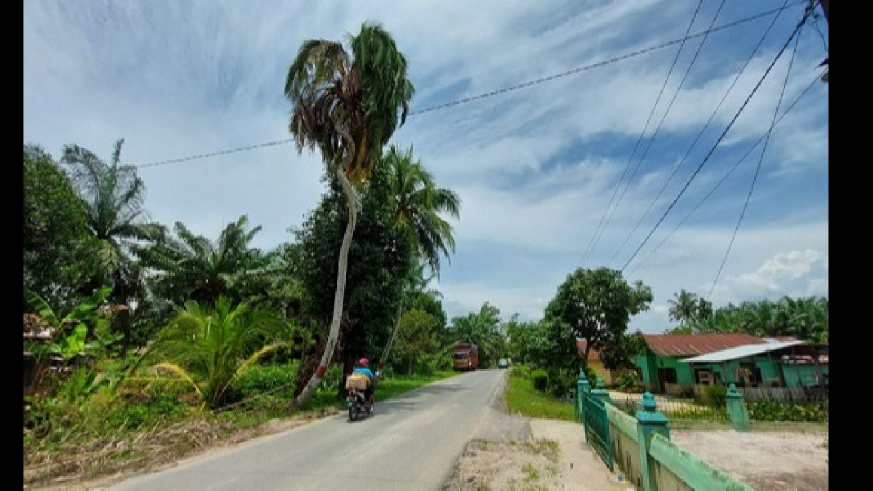 Viral! Batang Pohon Kelapa Bentuk Ular Naga di Sergai
            - galeri foto