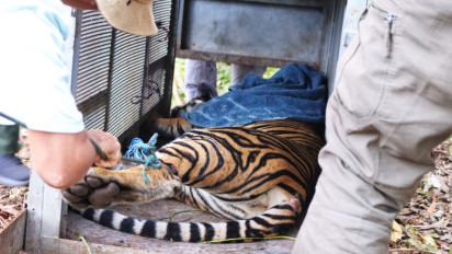 MANTAP! BBKSDA Riau Berhasil Tangkap Harimau Terduga Penerkam Manusia