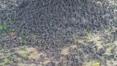 BKSDA: Ratusan burung pipit mati, diduga makan pakan tercemar