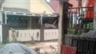 Gerombolan Monyet Masuk Permukiman Warga di Kalsel