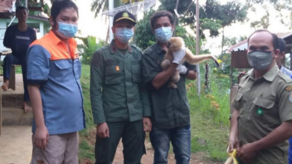 Evakuasi Satwa Owa ke Pusat Rehabilitasi Primata Besitang Langkat