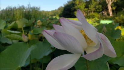 Satu-satunya di Indonesia, Teratai Raksasa Ada di Manggarai Timur