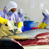 Geber Ekspor Tuna, KKP Fasilitasi Skema Tarif Nol Persen untuk Masuk ke Jepang