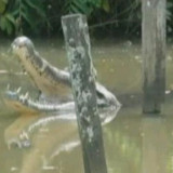 Detik-detik Pria Paruh Baya Diterkam Buaya di Sungai Guntung Karawang Saat Teertidur di Atas Perahu