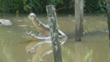 Detik-detik Pria Paruh Baya Diterkam Buaya di Sungai Guntung Karawang Saat Teertidur di Atas Perahu