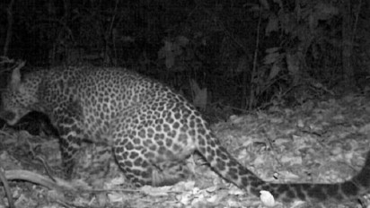 Dahsyat, Macan Tutul Jawa Berkeliaran di Hutan Sanggabuana