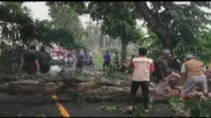 Pengendara Motor Ini Selamat Setelah Tertimpa Pohon Akasia Besar