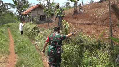 Gawat! Kawanan Monyet dan Babi Hutan Jarah Hasil Panen Warga di Ciamis