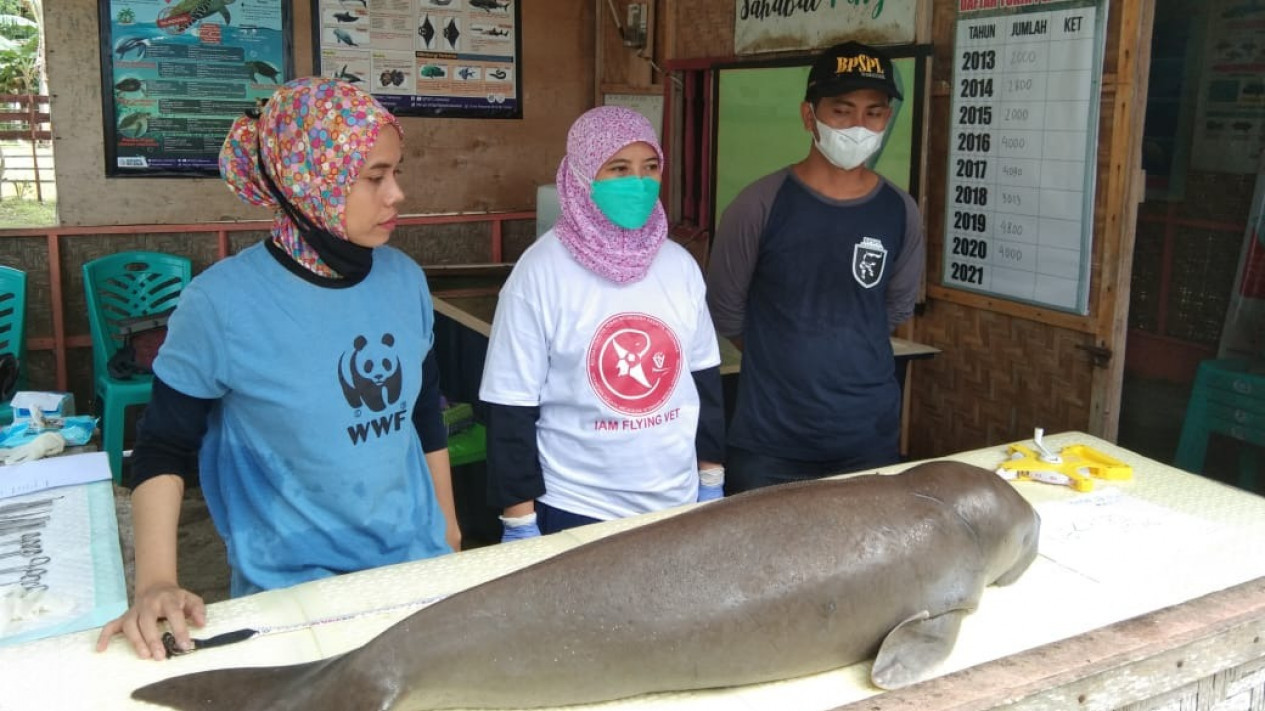 Bayi Dugong di Polman Akhirnya Mati, Dokter: Ada Benda Asing di Usus
            - galeri foto