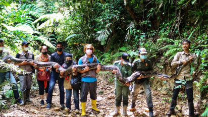 Resahkan warga, BBKSDA Riau lepasliarkan ular Phyton Panjang 9 Meter