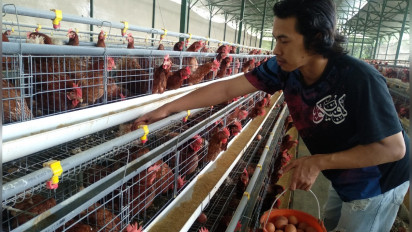 Peternak Menjerit! Harga Telur Ayam Kembali Anjlok jadi Rp 13.000 per Kilogram