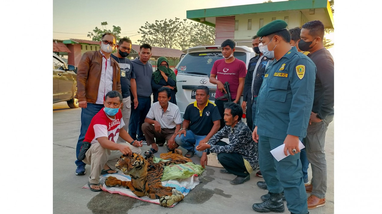 Gak Kapok-Kapok, Pedagang Kulit Harimau Kembali Ditangkap Polisi
            - galeri foto