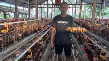 Harga Pakan Melonjak! Peternak Ayam Ras Terancam Gulung Tikar
