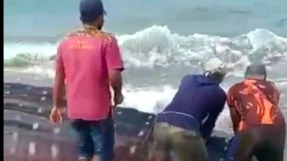 Heboh!! Paus Tutul Terdampar di Pantai Cirarangan Cianjur