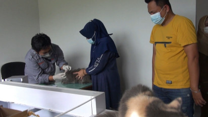 Vaksin Rabies Gratis Kucing dan Anjing di Gorontalo