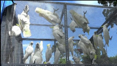 Burung Endemik Korban Perburuan Ilegal Dilepas ke Hutan Papua