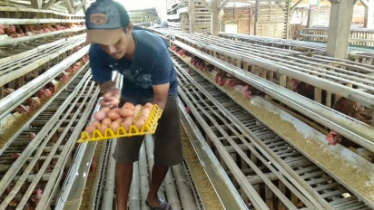 Walau Harga Telur Naik, Peternak Masih Alami Kerugian
