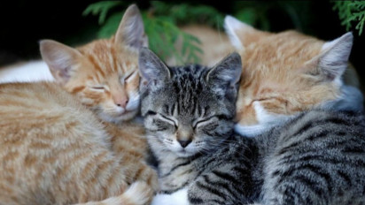 China Memusnahkan Kucing yang Terjangkit Covid-19