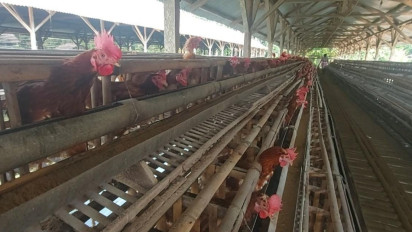 Peternak Ayam di Ciamis Gulung Tikar, dari 17 Ribu Ekor Cuma Tersisa Segini