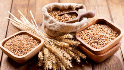 Pemerintah Impor Gandum 300 Ribu Ton Untuk Alternatif Pakan Ternak