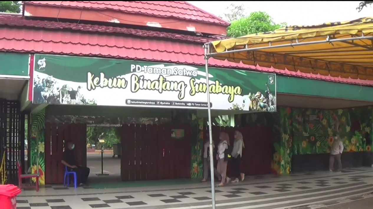 Hore... Kebun Binatang Surabaya akhirnya  dibuka
            - galeri foto