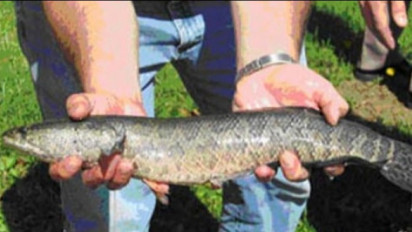 KKP Jaga Keberlanjutan Ikan Gabus di Kalimantan Selatan