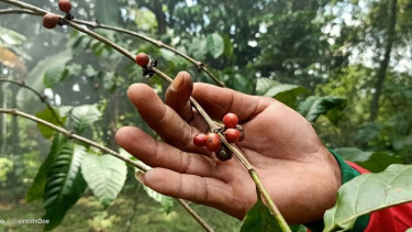 Sedappp, Kota Jember jadi Pusat Kopi Robusta Terbaik se-Indonesia