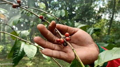 Sedappp, Kota Jember jadi Pusat Kopi Robusta Terbaik se-Indonesia