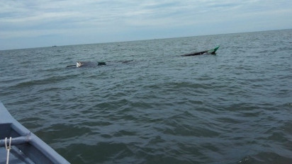 Tiga Hari Hilang, Warga Sinaboi Temukan Jasad Nelayan Mengapung  di Laut