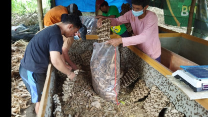 Harga Jual Anjlok, Peternak Jangkrik di Pati Gigit Jari